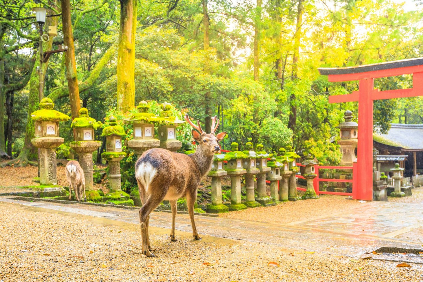 Nara (japantravel)